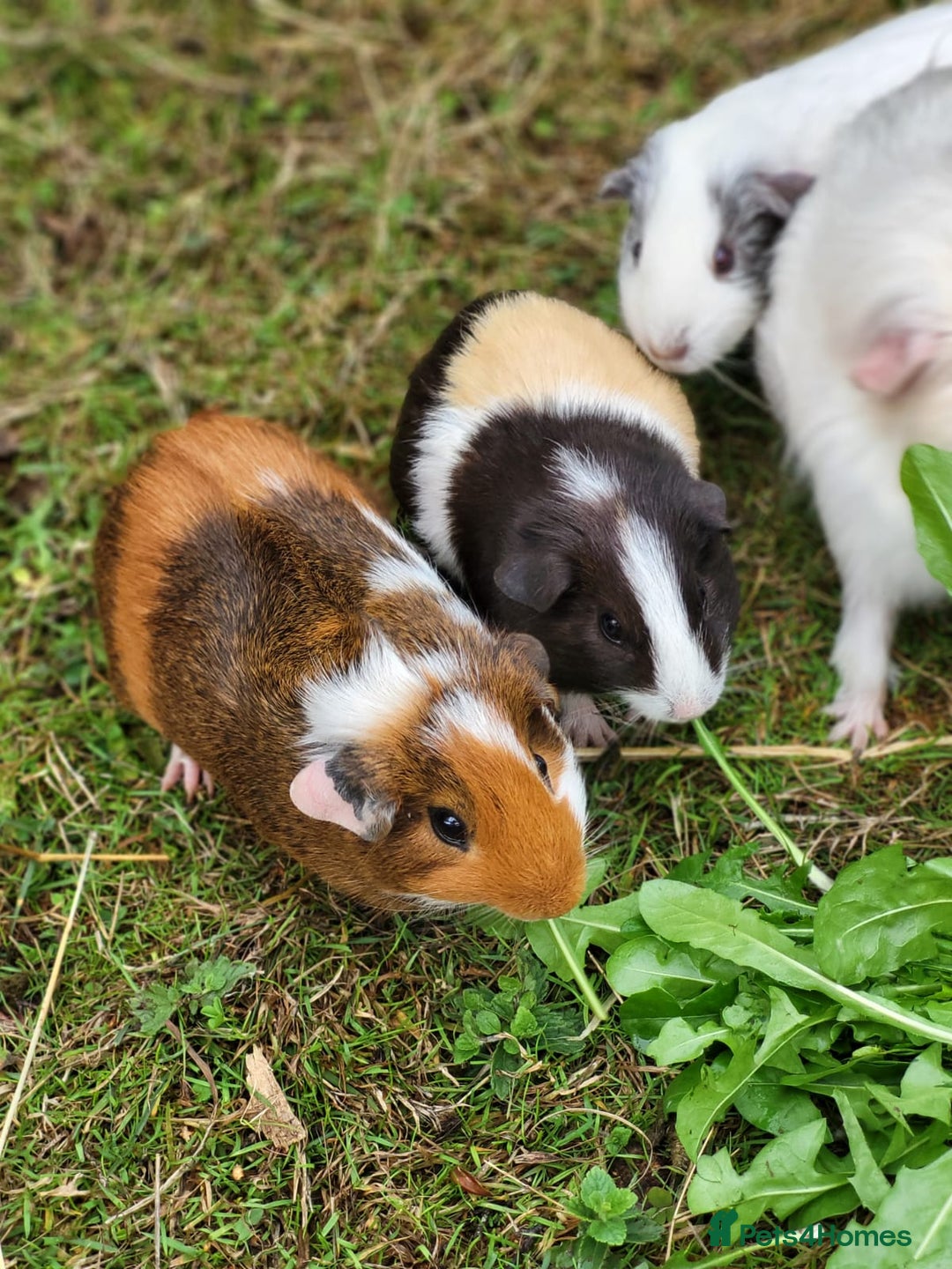 Guinea Pig rodents for sale: 4 Month Old Female Guinea Pigs - Image 1