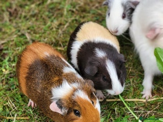 Guinea Pig rodents - Advert 1