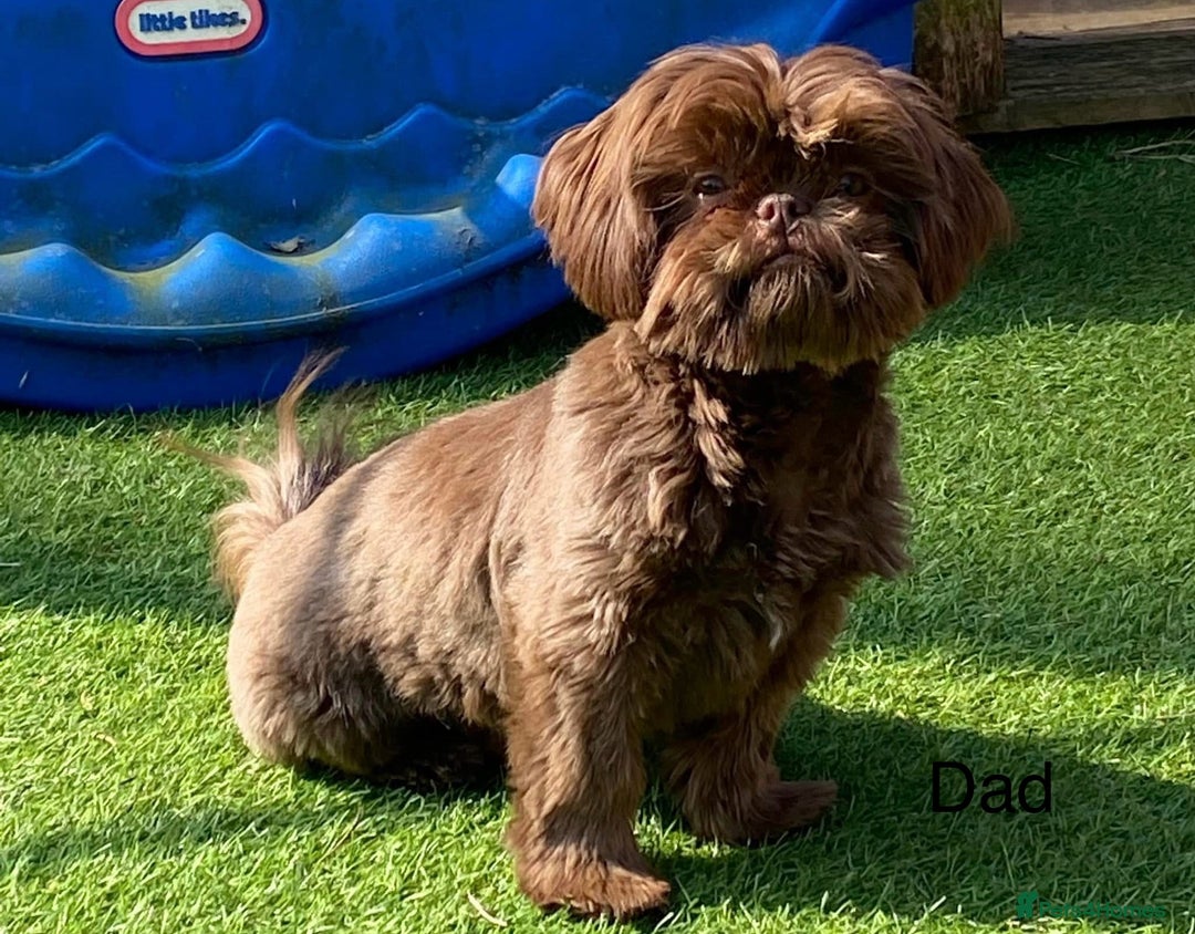 Shih Tzu dogs for sale: Kc reg adorable girls  - Advert 4