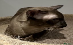 Siamese cats for sale: Handsome Seal Point Male - Active Register - Image 3
