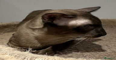 Siamese cats - Advert 1