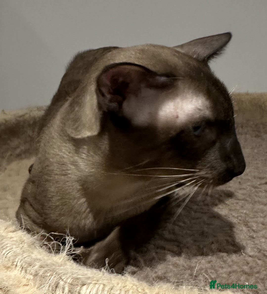 Siamese cats for sale: Handsome Seal Point Male - Active Register - Image 3