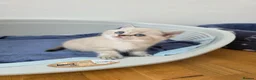 British Shorthair cats for sale: British shorthair  - Advert 27