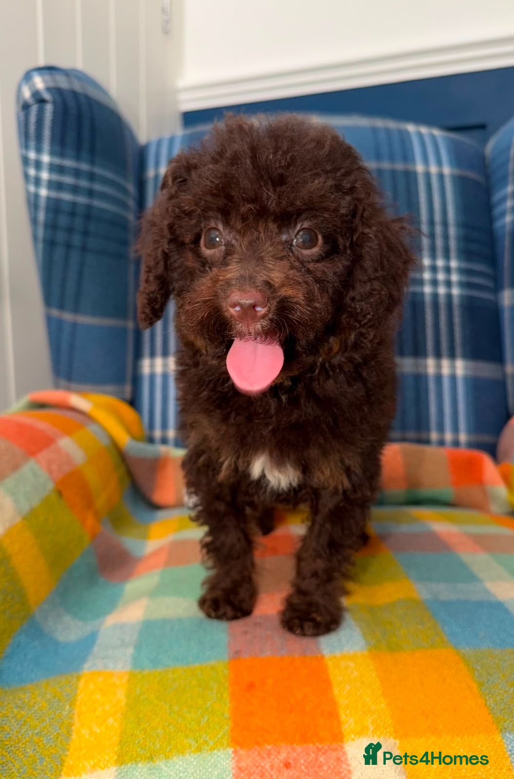 Miniature Poodle dogs 🩷Beautiful Mini Poodle Puppies - Ready Now 💜 - Advert 1