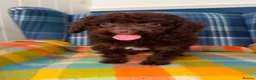 Miniature Poodle dogs for sale: Beautiful Mini Poodle Puppies - Ready Now  - Advert 4