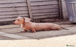 Miniature Dachshund dogs for stud: KC Dash PRA clear STUD DNA in pictures  in Ramsgate - Image 3