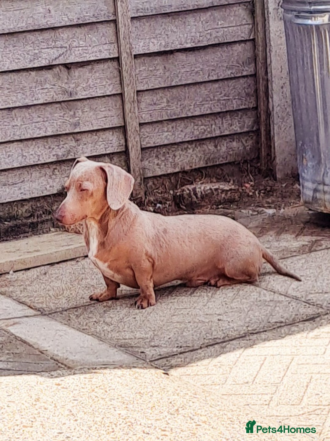 Miniature Dachshund dogs for stud: KC Dash PRA clear STUD DNA in pictures  in Ramsgate - Image 3