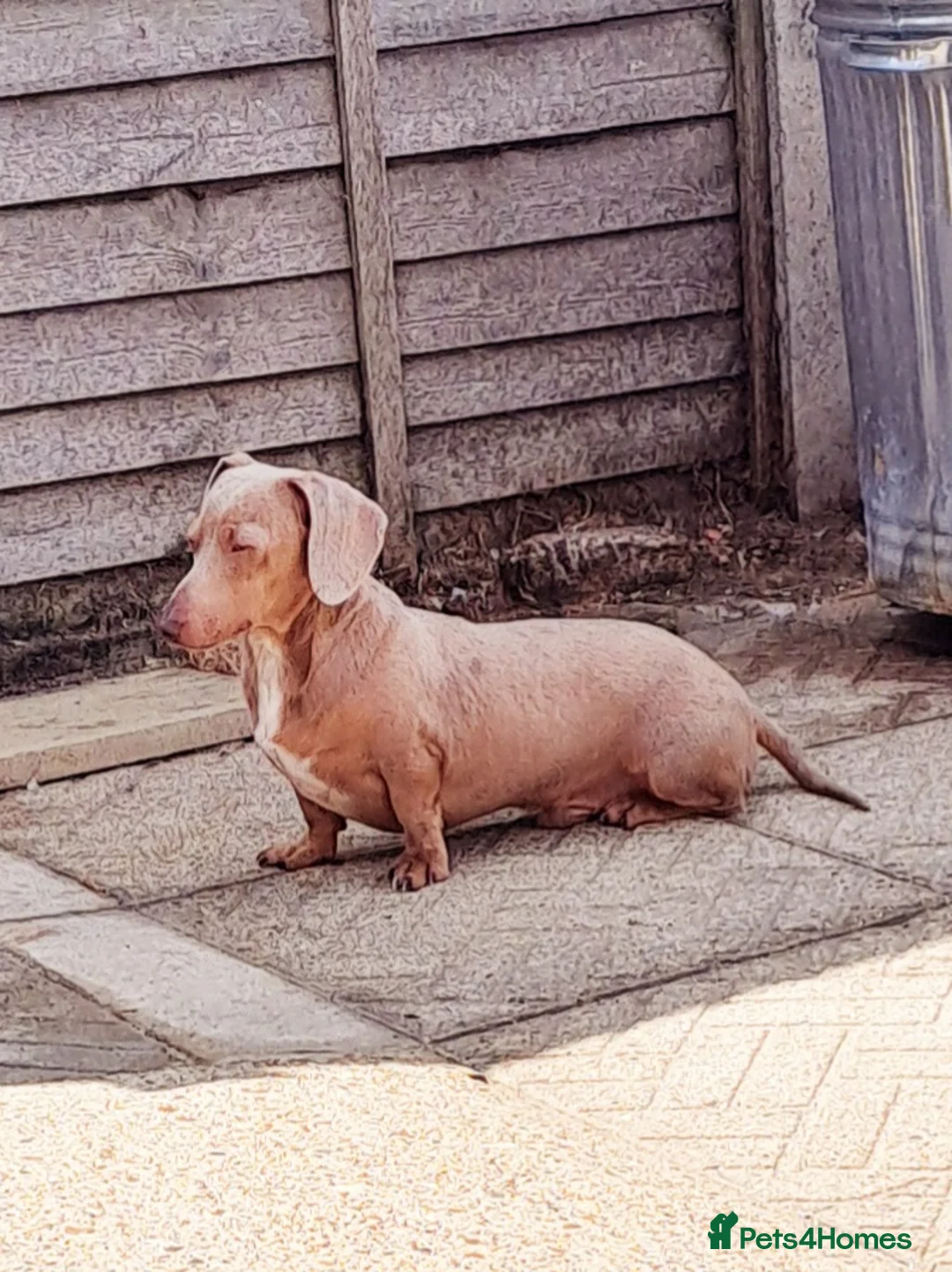 Miniature Dachshund dogs for stud: KC Dash PRA clear STUD DNA in pictures  in Ramsgate - Advert 3