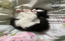 Mixed Breed cats for sale: 3 Fluffy Ragdoll X Kittens available!! - Image 5