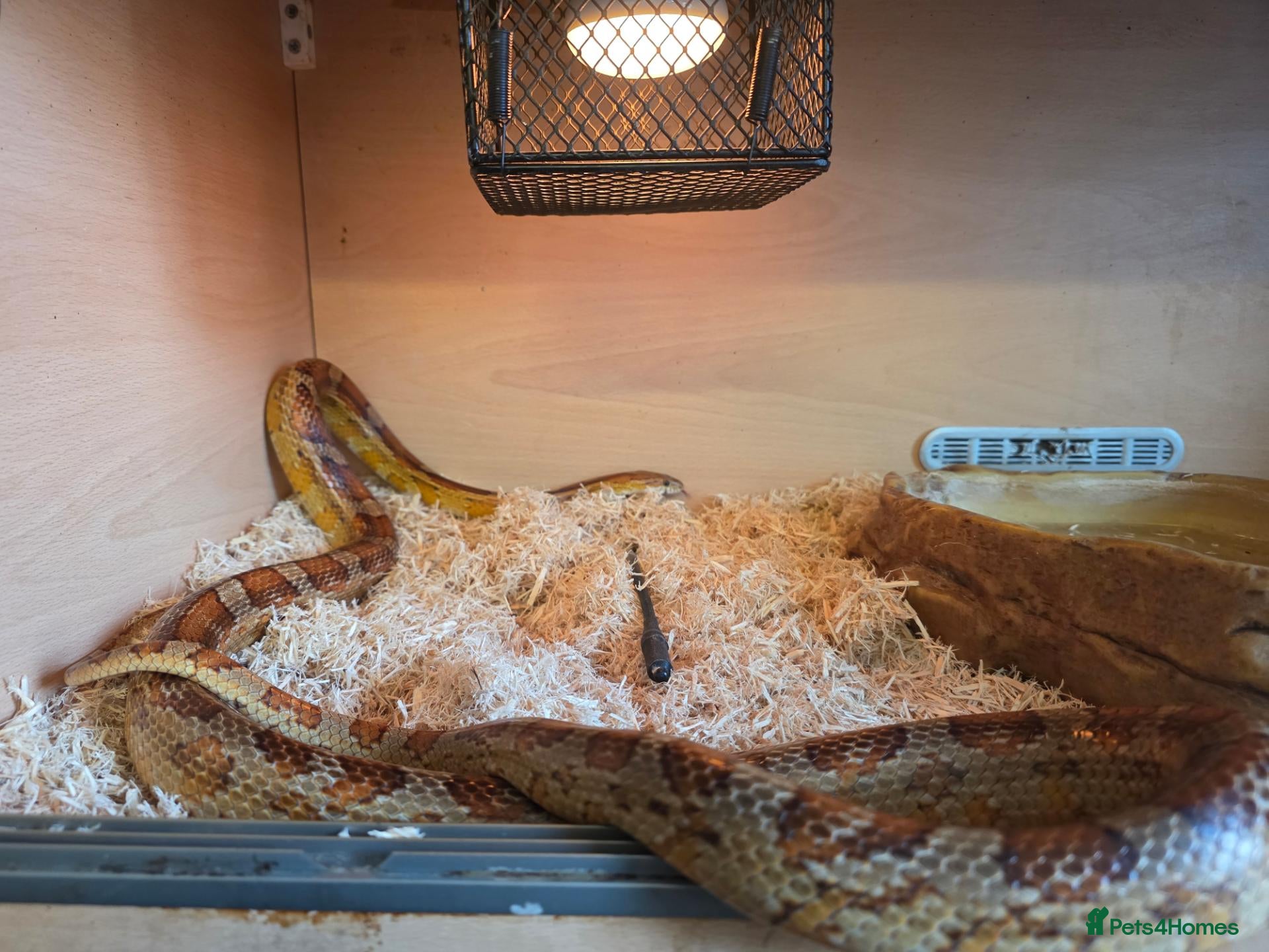 Corn Snake reptiles Mr Alexander - Advert 1