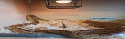 Corn Snake reptiles for sale: Mr Alexander in Lydney - Advert 1