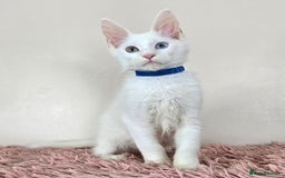 Maine Coon cats for sale: Ready now - TICA MaineCoon Kittens - Image 7