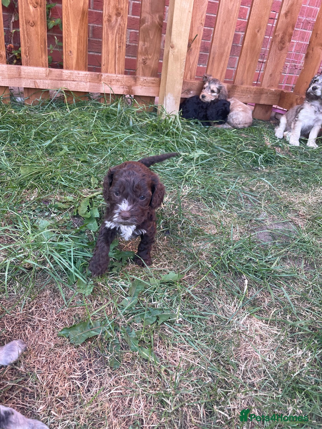 Cockapoo dogs for sale: Ready now! Cockapoo puppies F1 3 girls 2 boys - Image 12