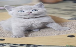 British Shorthair cats for sale: LAST GCCF British Shorthair Kittens Champion - Image 16