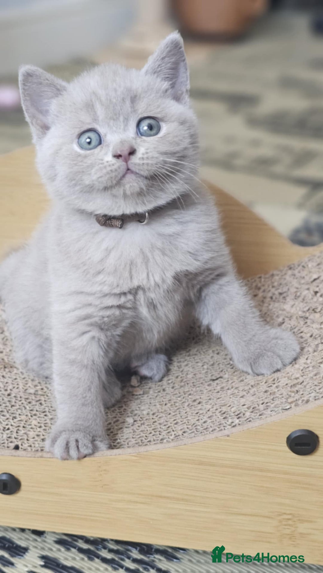 British Shorthair cats for sale: LAST GCCF British Shorthair Kittens Champion - Image 16