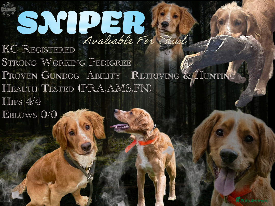 Cocker Spaniel dogs for stud: PROVEN KC working cocker  - Image 1