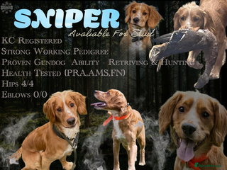 Cocker Spaniel dogs - Advert 11