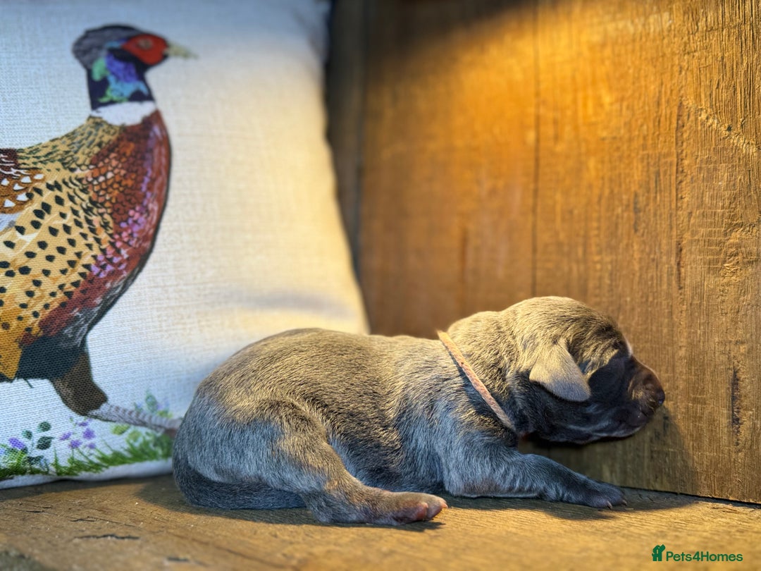 Weimaraner dogs for sale: 🐾Adorable KC Registered Weimaraner Puppies🐾 - Image 4