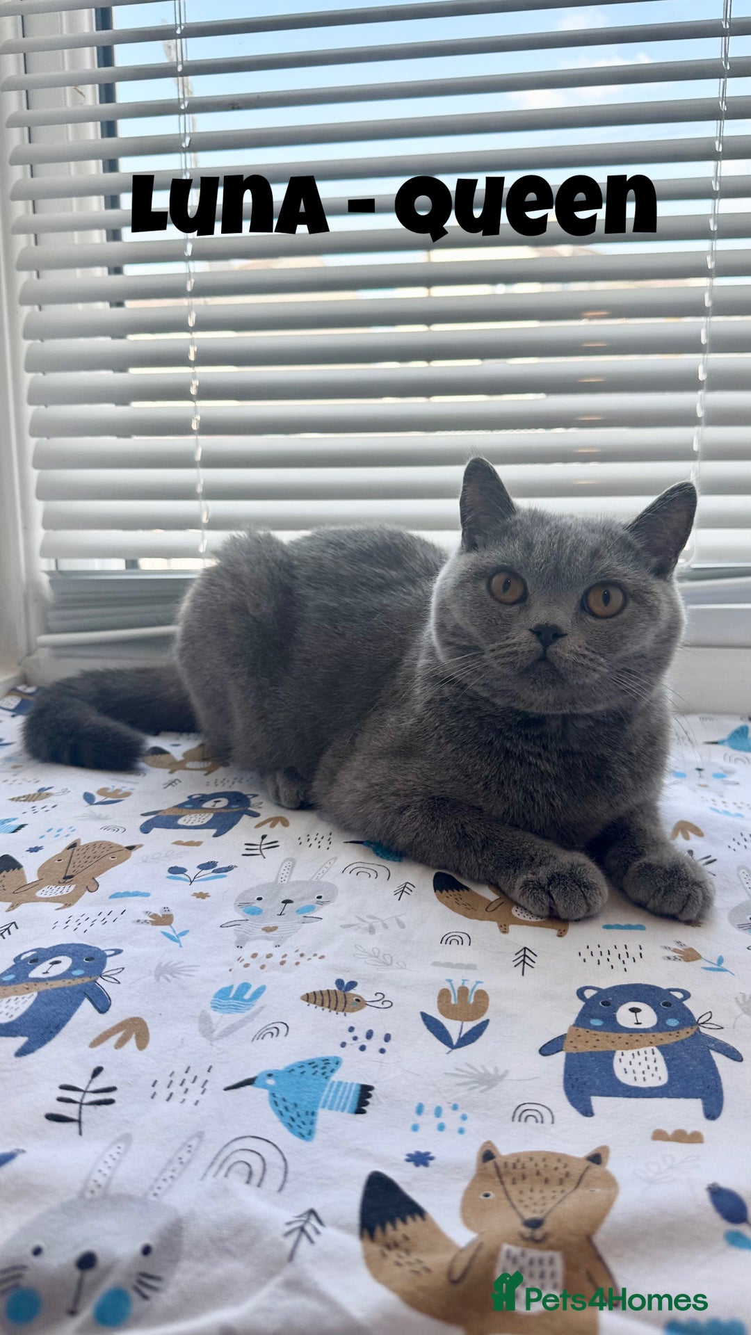 British Shorthair cats for sale: British Shorthair kittens - Image 9