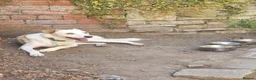 Mixed Breed dogs for adoption: Meet Elena, currently residing in Sheffield  in Sheffield - Advert 5