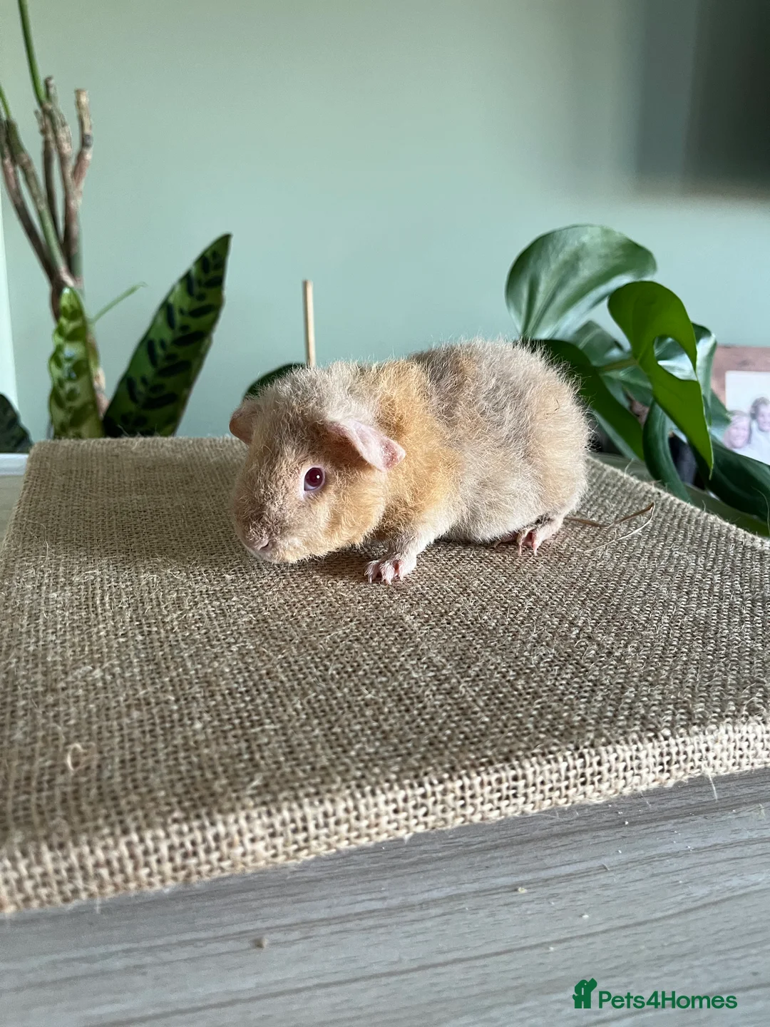 Guinea Pig rodents for sale: Purebred Teddy Boys - Advert 4