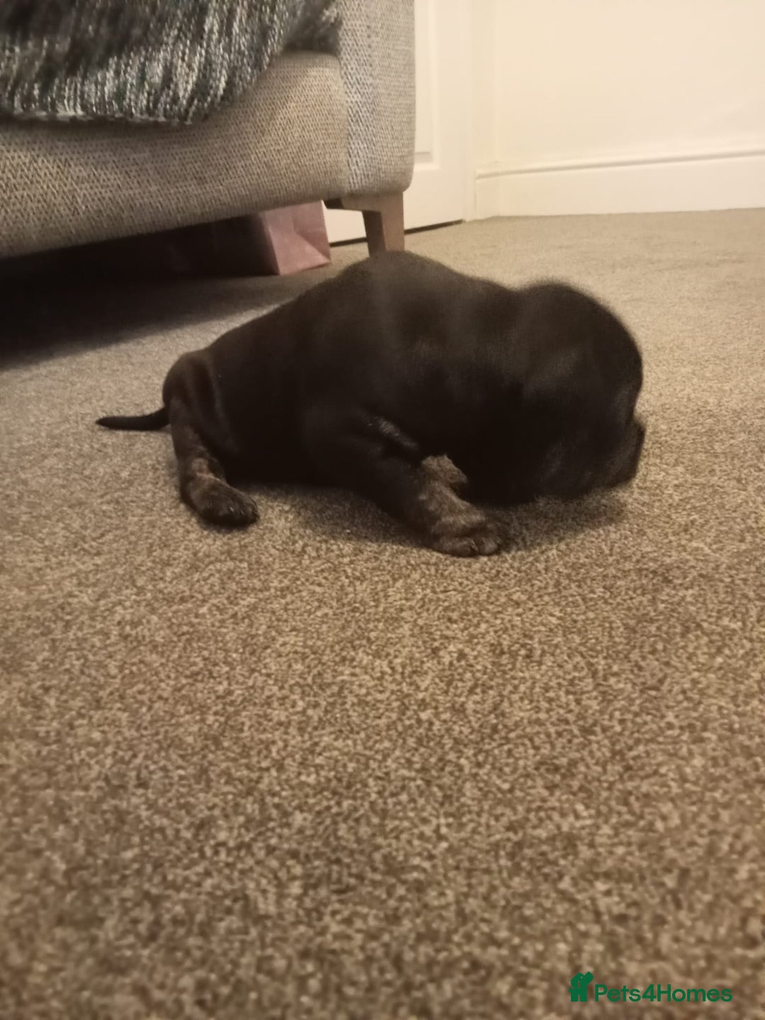 Mixed Breed dogs for sale: American pocket Corso - Image 23