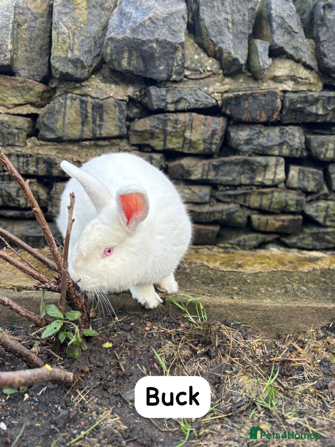 New Zealand rabbits for sale: Rabbits New Zealand white Breeding Pair, Adult - Advert 11