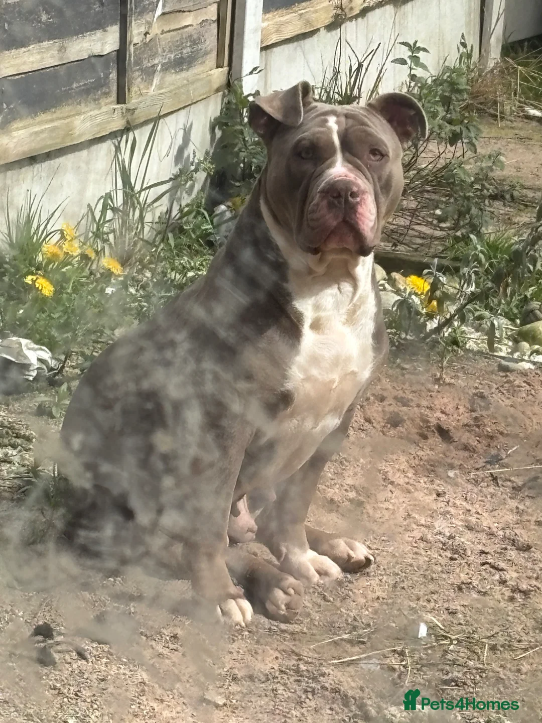 Mixed Breed dogs for sale: My beatiful girl looking for new home in Birmingham - Advert 7