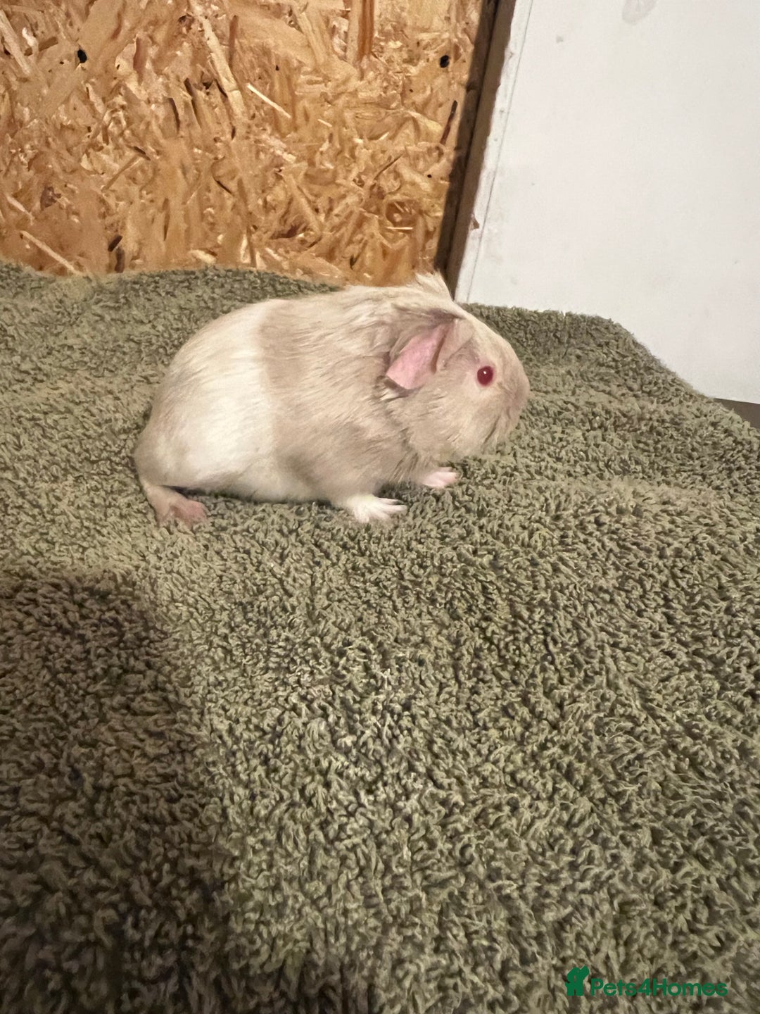 Guinea Pig rodents for sale: baby guinea pig - Advert 29