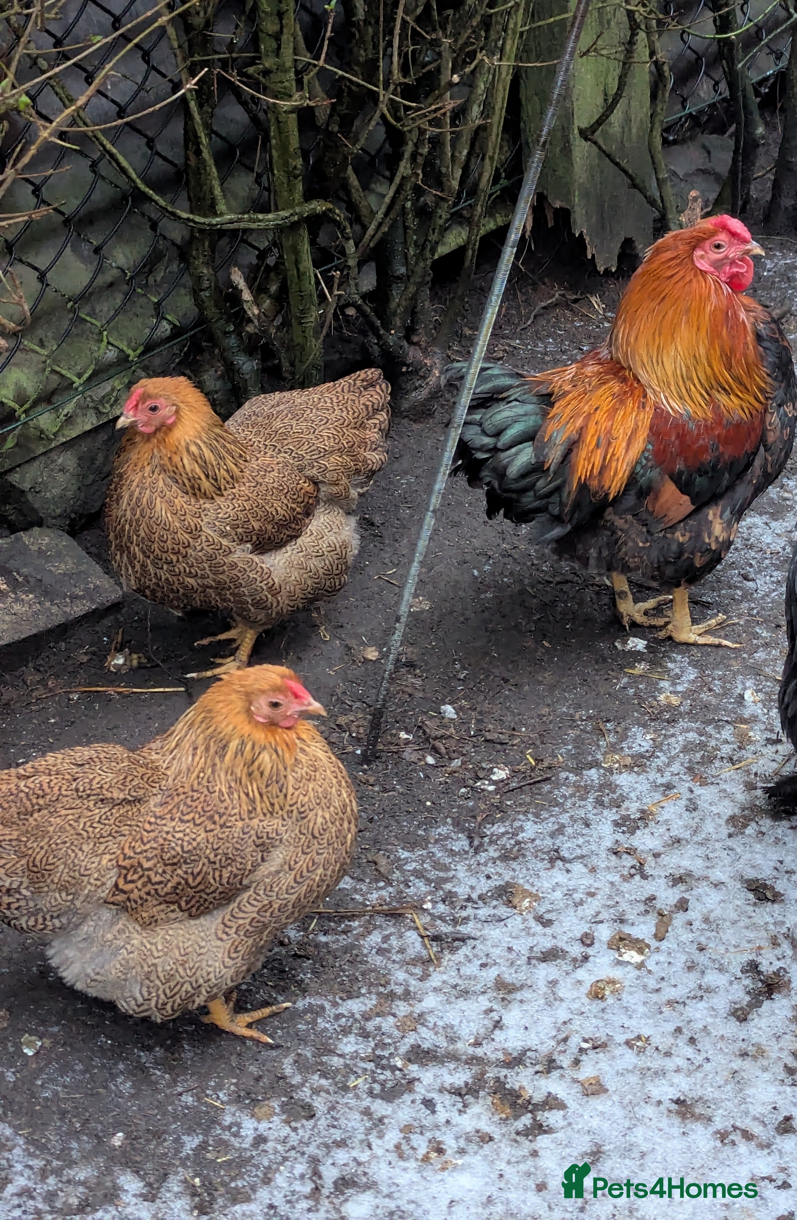 Chickens poultry Bantams available  - Advert 1