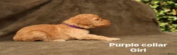 Labradoodle dogs for sale: Labradoodles Miniature/Midi Puppies Muliti Gen  - Advert 6