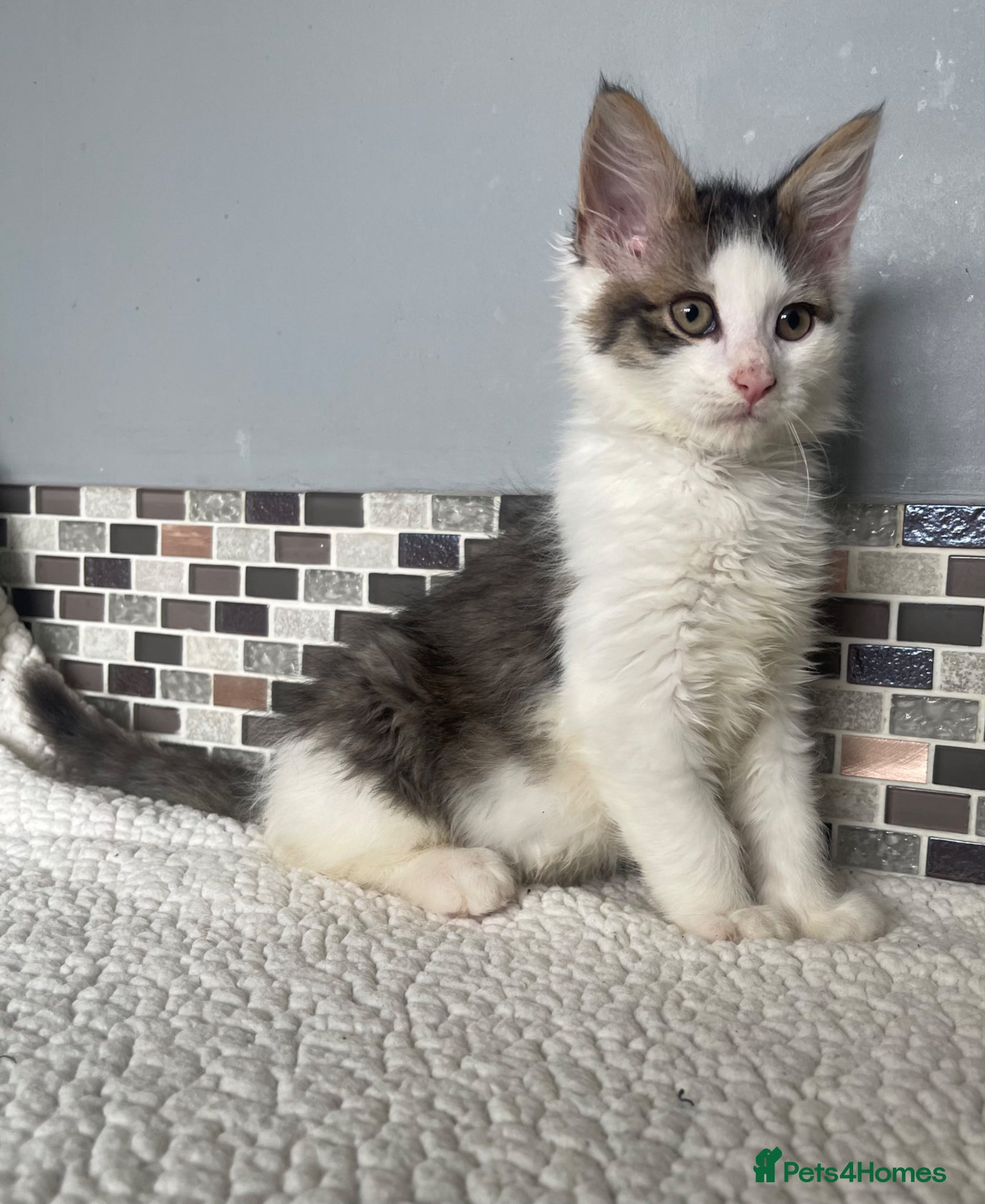 Mixed Breed cats 8 beautiful kittens - Advert 11