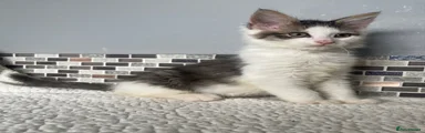 Mixed Breed Kitten 2