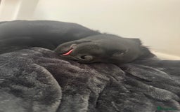 Labrador Retriever dogs for sale: Freddie is looking for his forever home  - Advert 8