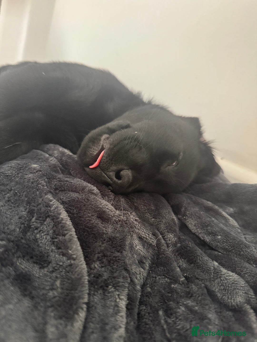 Labrador Retriever dogs for sale: Freddie is looking for his forever home  - Advert 8