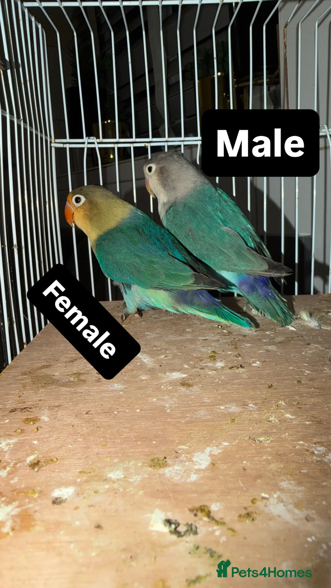 Lovebirds birds for sale: Young pair of lovebird - Advert 2