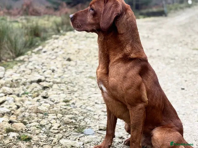 Labrador Retriever dogs KC reg, health tested Lab at Stud- Blazing bernard - Advert 6