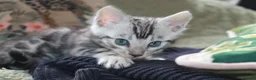 Bengal cats for sale: Two Male Bengal Kittens for Sale - Advert 19