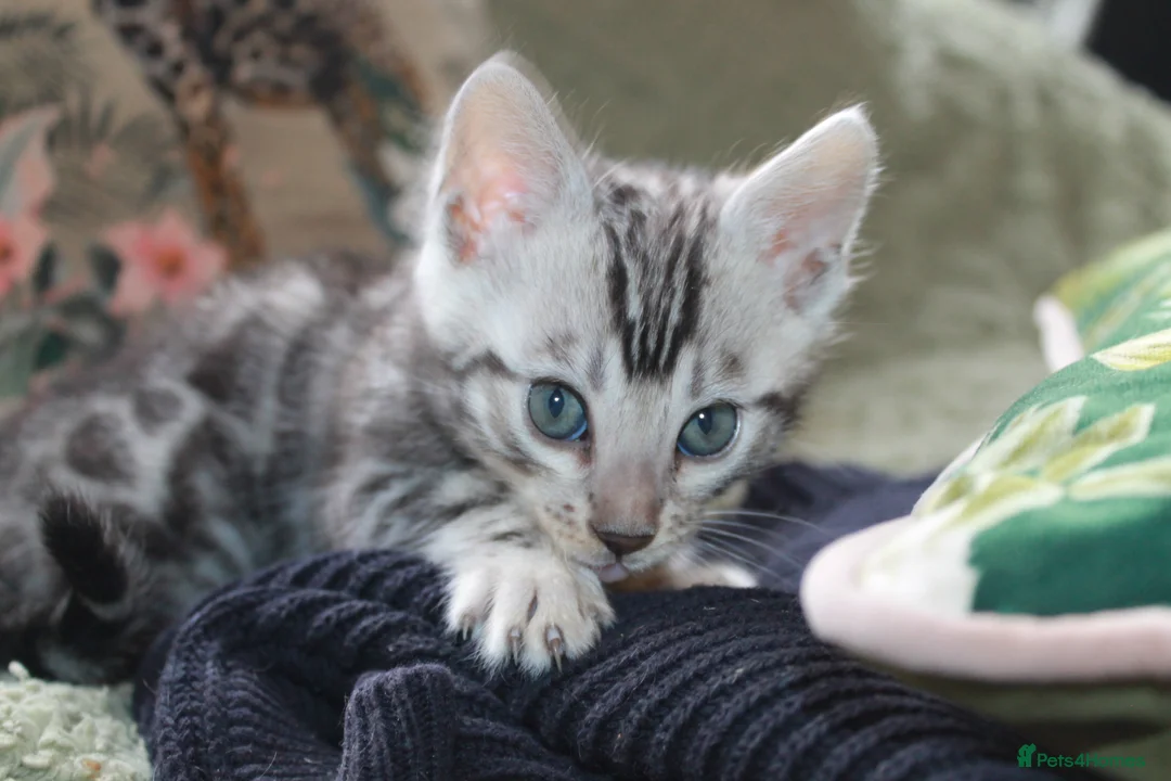 Bengal cats for sale: Two Male Bengal Kittens for Sale - Advert 19