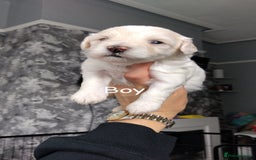 Poochon dogs for sale: Poochons  - Image 3
