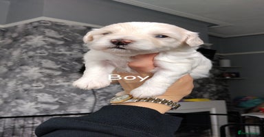 Poochon dogs - Advert 1
