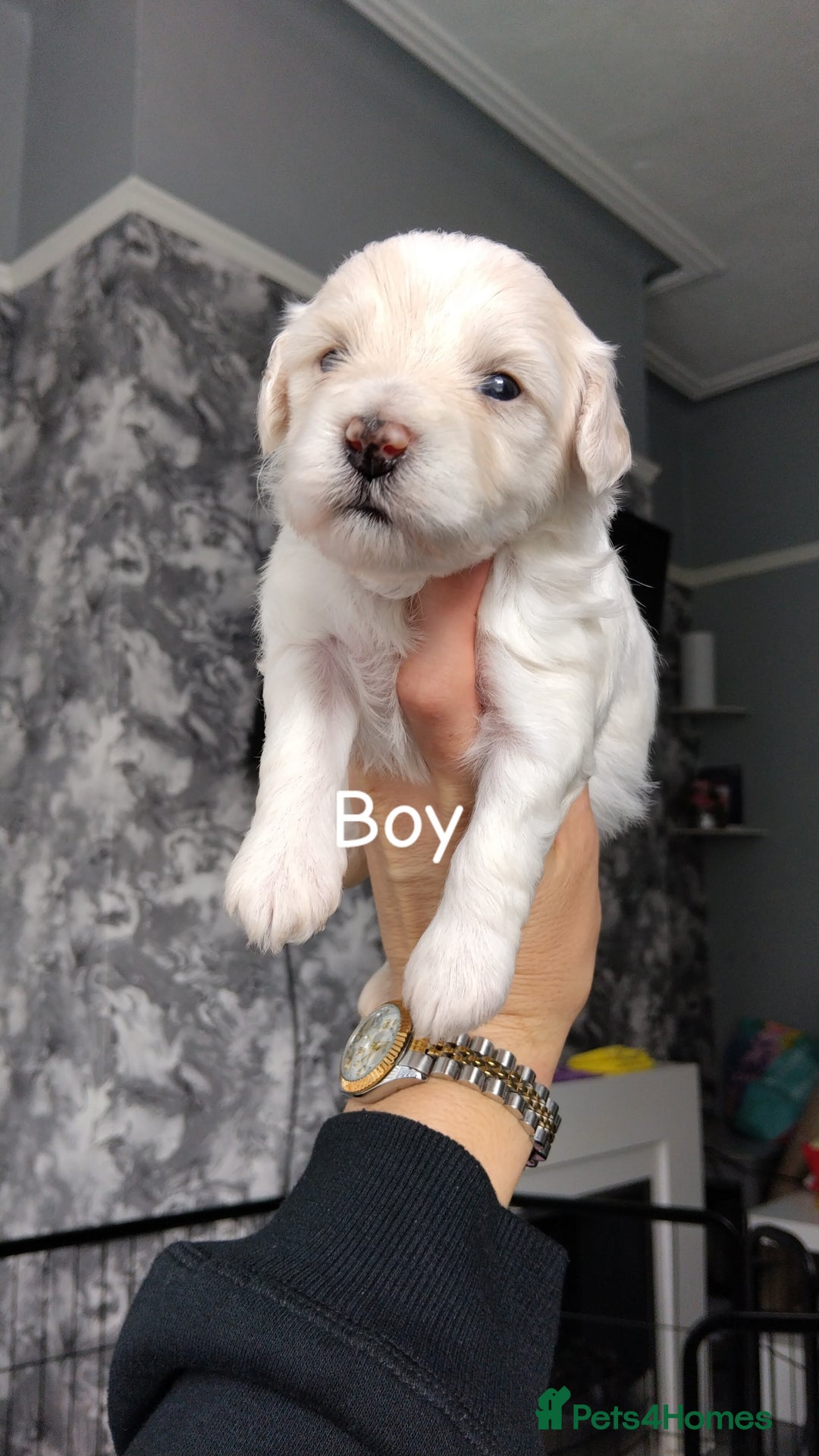 Poochon dogs for sale: Poochons  - Image 3