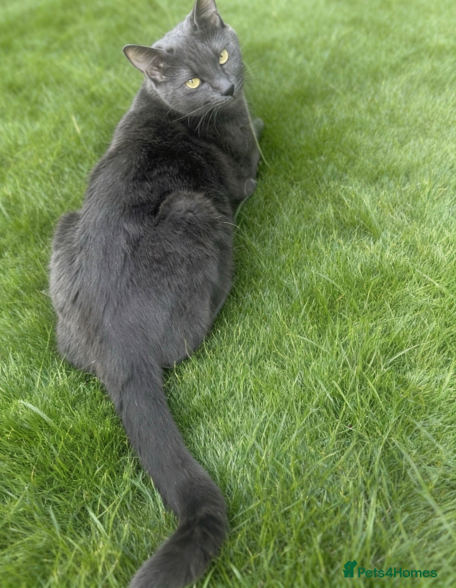 Mixed Breed cats Domestic short hair x Ragdoll  - Advert 1