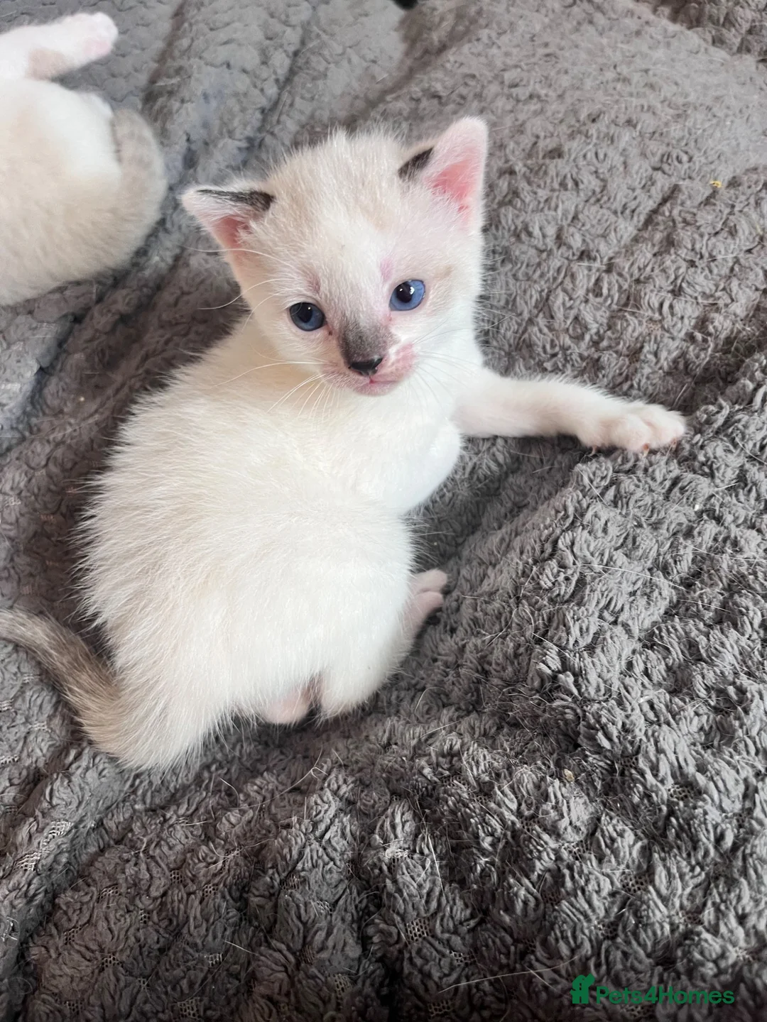 Mixed Breed cats for sale: Gorgeous Snowshoe, Black/White, Black Kittens 🐱 - Advert 1