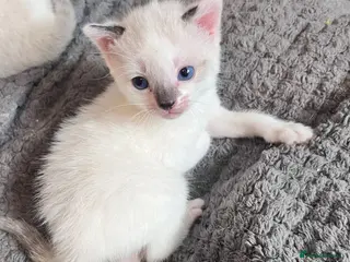 Mixed Breed cats Gorgeous Snowshoe, Black/White, Black Kittens 🐱 - Advert 1