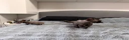 Sphynx cats for sale: Three 😍Sphynx Kittens  in Corby - Advert 13