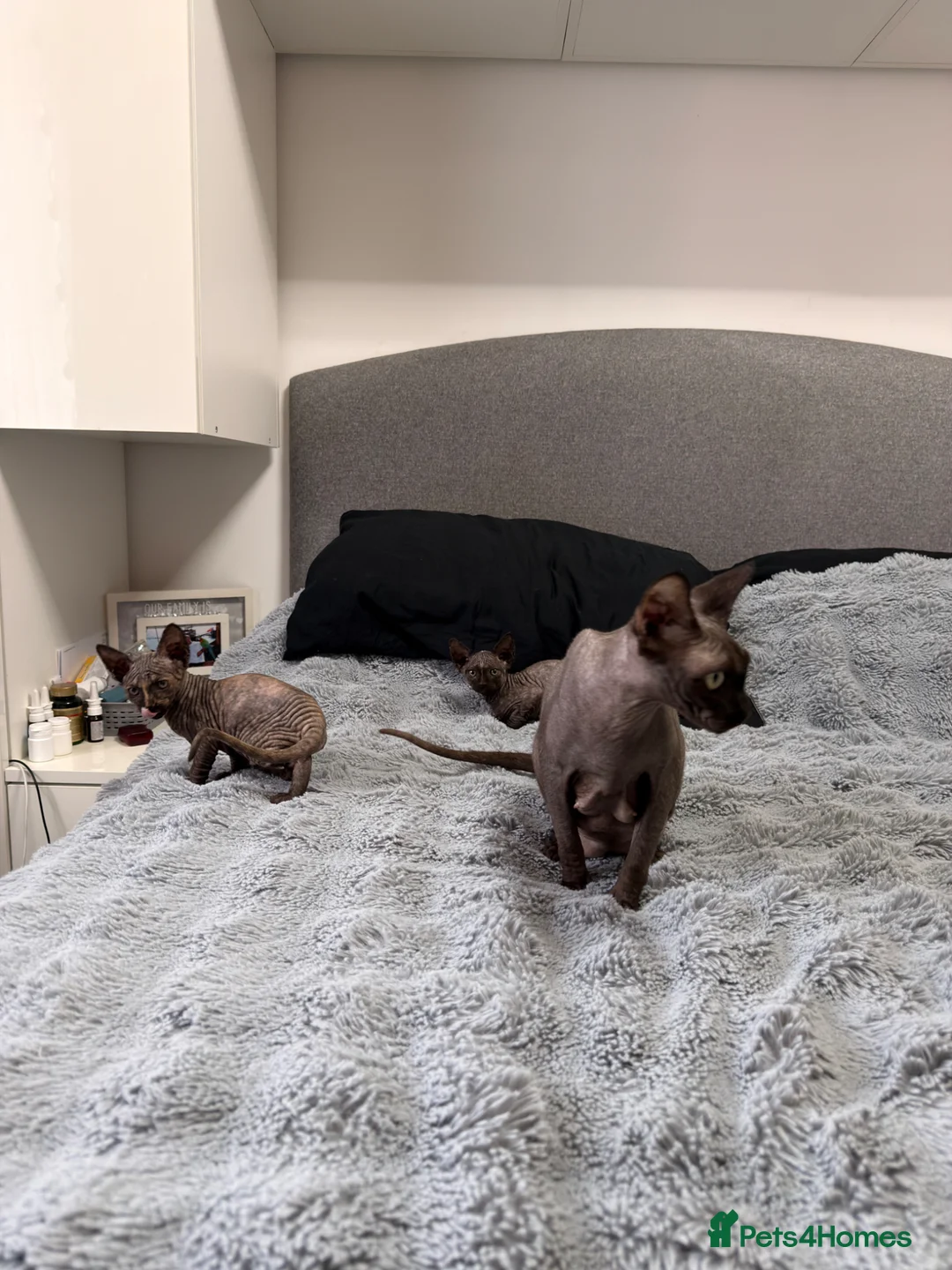 Sphynx cats for sale: Three 😍Sphynx Kittens  in Corby - Advert 13