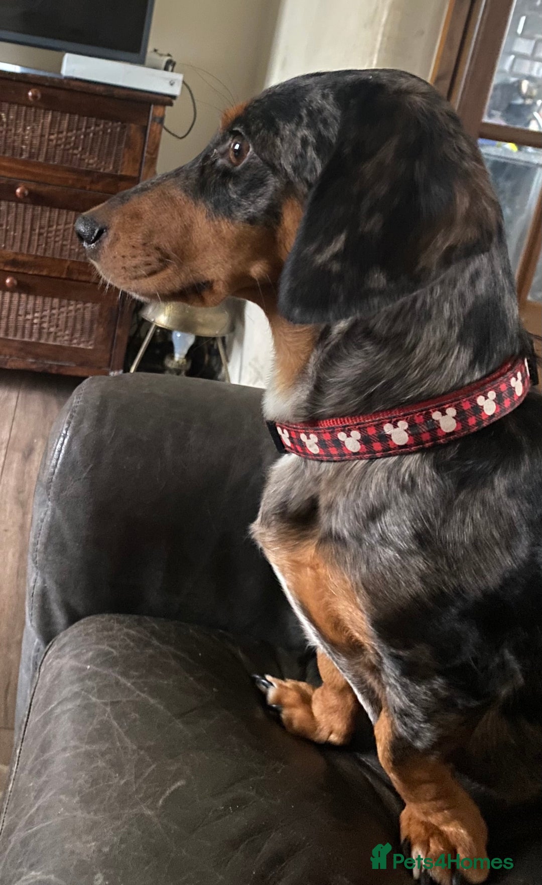 Dachshund dogs for sale: Stunning litter of Dachshund puppies  - Image 14