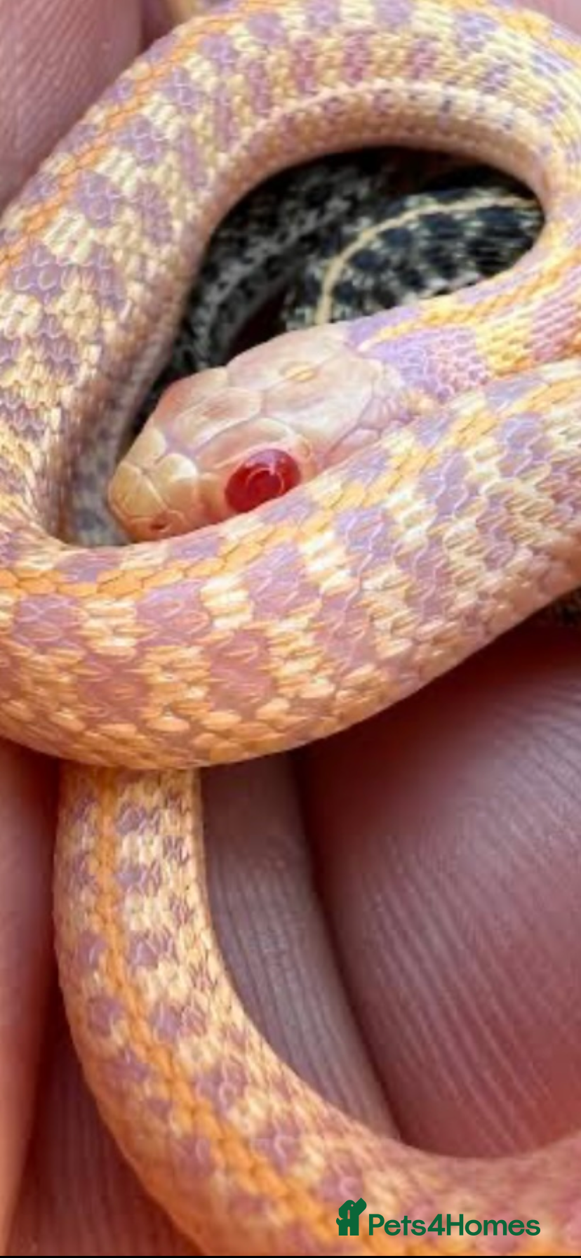 Garter Snake reptiles Albino and Het Albino checkered garter snakes. - Advert 2