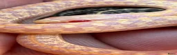 Garter Snake reptiles for sale: Albino and Het Albino checkered garter snakes. - Advert 1